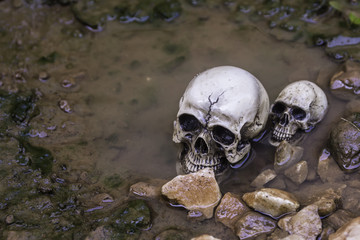 The skull or skeleton of human photography