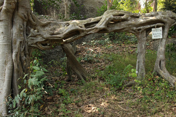 Unique Root Structure of Tree near Asian Forest Temple
