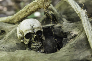 The skull or skeleton of human photography