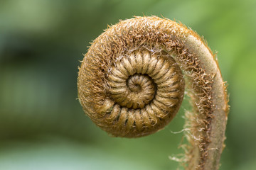 Farn im noch aufgerollten Zustand.