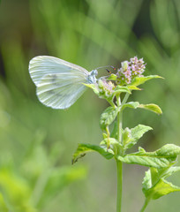 cabbage white butterfly