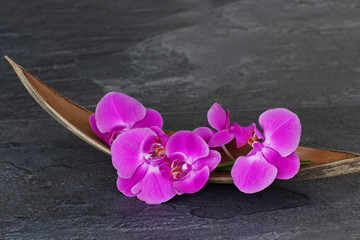 Orchideenblüte