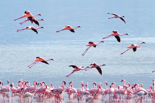 Fototapeta Flying flamingo