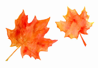 Watercolor maple leaves - obrazy, fototapety, plakaty