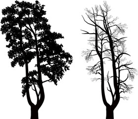 normal and bare black pine trees