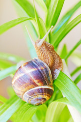 Snail on a green plant