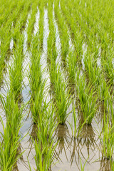 rows of rice seedlings in paddy field