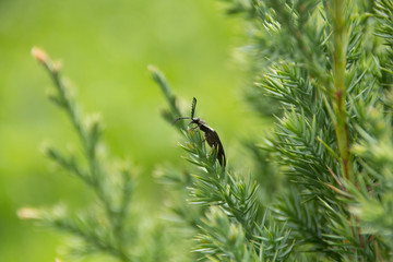 Beetle with long antennae sits on thuya branch