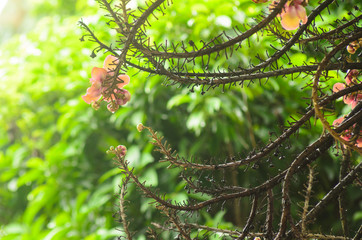 flower of Cannon Ball Tree, Sal Tree, Sal of India