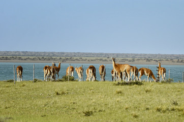 Guanaco, Valdes, Argentina