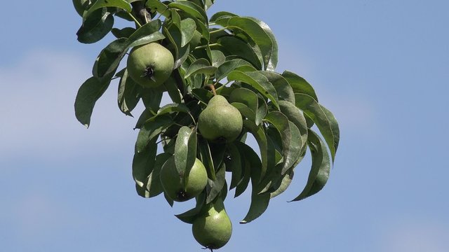 Pear fruits hanging on pear tree