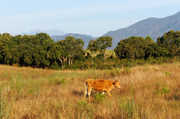 Naklejka premium vache dans la plaine orientale corse