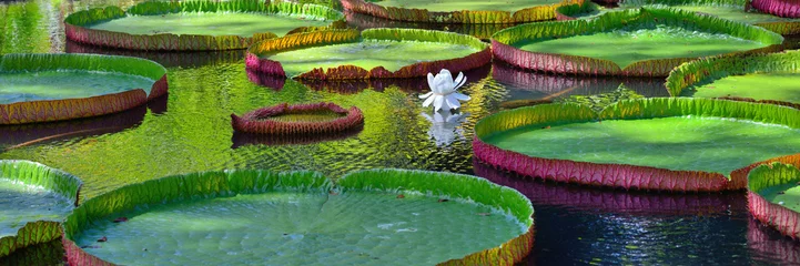 Foto auf Acrylglas Wasserlilien Victoria Amazonica