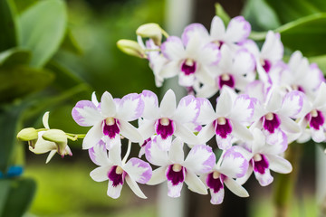 Obraz na płótnie Canvas beautiful orchid flower