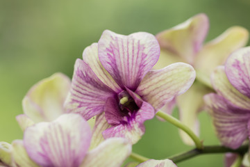 Naklejka na ściany i meble beautiful orchid flower