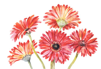 Red gerbera watercolor vector illustration. Hand-drawing bouquet
