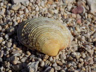 Shell on stone beach