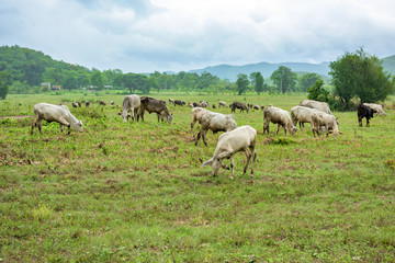 Naklejka na ściany i meble cow on pasture