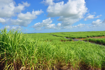 Sugarcane. Mauritius