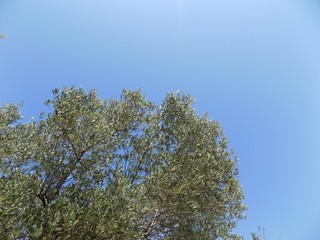 Olive tree