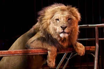 Crédence de cuisine en verre imprimé Lion Portrait de lion de cirque dans une cage