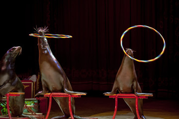 Circus Seal while playing on the black