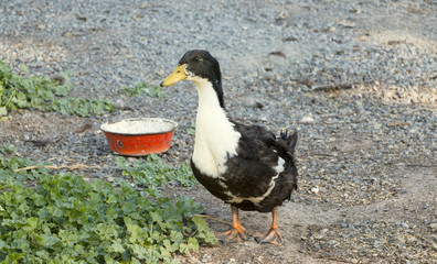 Duck on a poultry farm