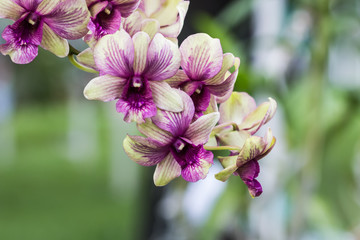 beautiful orchid flower