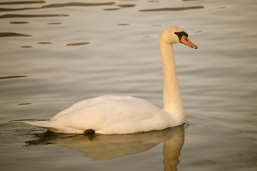 cygne majestueux