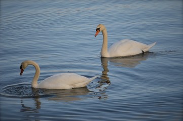 cygne majestueux