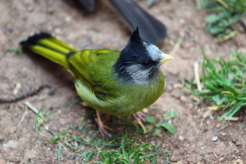 Obraz premium Crested finchbill (Spizixos canifrons)
