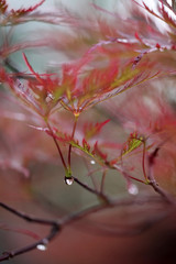 drops of rain on the leaves of red maple