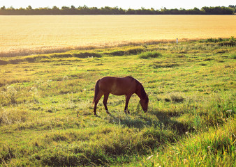 Naklejka premium Horse is grazing