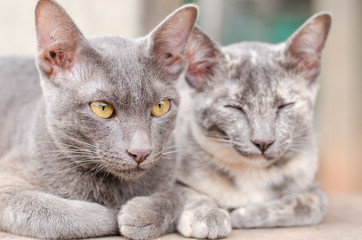 Couple cat sleeping together 