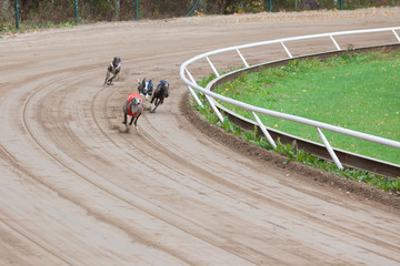 Greyhound dogs racing