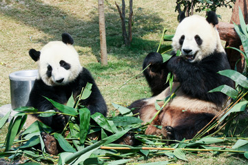 Naklejka premium Two pandas eating bamboo