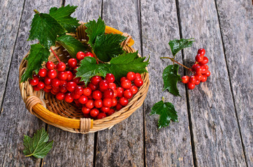 Branches of viburnum