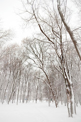 snow-covered trees