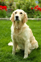 Adorable Labrador sitting on green grass, outdoors