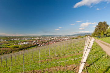 Fototapeta na wymiar Weinbau in Freiburg