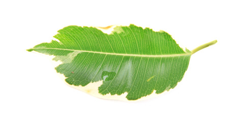 Fototapeta premium Green leaf isolated on white