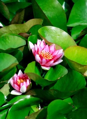 Papier Peint photo Lavable Nénuphars Waterlilies On Green Leaves
