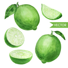 watercolor limes