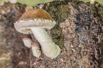 Грибы шиитаке