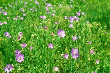Obraz na płótnie Canvas Beautiful green field with small flowers outdoors