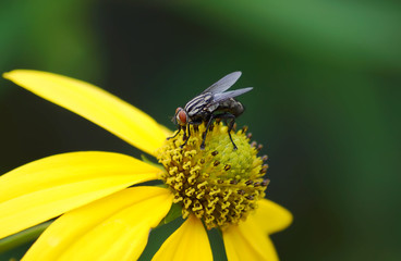 close up fly on beautiful yellow flowers