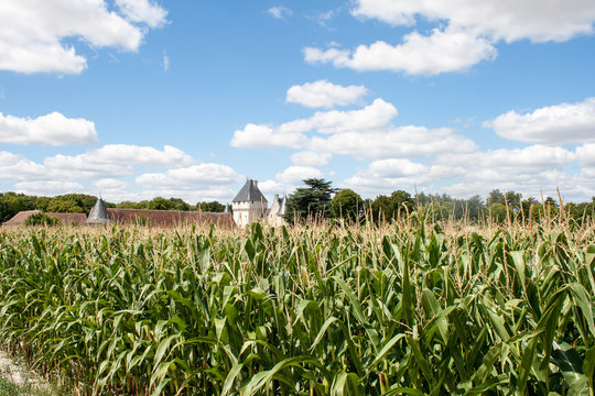 corn field in France with castle in background