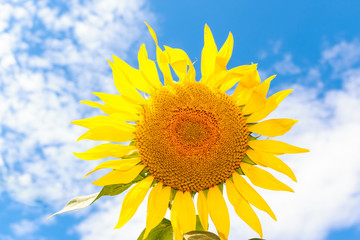 Amazing sunflower, Slovakia