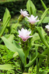 Siam Tulip flower in garden
