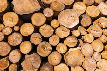 Wooden Logs of Pine Stacked. Trunks of pines trees cut and stacked - Wooden background